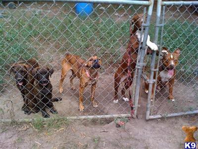 Puppies for Adoption